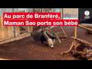 VIDÉO. En avant-première, Ouest-France a rencontré le bébé fourmilier né en janvier au parc de Branféré dans le Morbihan