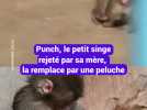Punch, le petit singe rejeté par sa mère, la remplace par une peluche