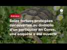 VIDÉO. Seize tortues protégées découvertes au domicile d'un particulier en Corse, une enquête a été ouverte