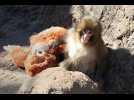 VIDÉO. Un singe et son doudou deviennent des stars d'Internet