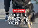 Api, futur chien guide pour aveugle, en formation à l'école de Montpellier, France défi vision