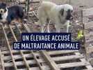 Un élevage accusé de maltraitance animale