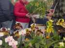 Expo-vente d'orchidées à Annequin
