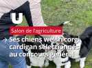 Elevage de corgi au Salon de l'agriculture