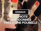 Animaux : 3 chiots abandonnés près d'un lac
