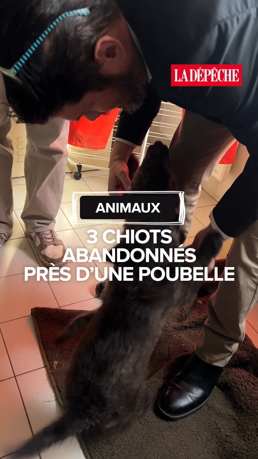 Abandon D'animal : le moment musical à ne pas manquer — image 3