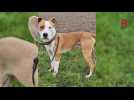 Adoptez-les - Ces chiens et ces chats attendent au refuge de Nargis : découvrez les portraits de Vigie, Jazz, Venom, Ben et Chanel