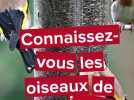 Comment participer en Picardie au comptage national des oiseaux des jardins 2026 ?