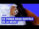 Au Japon, un panda roux se délecte de la neige fraîchement tombée
