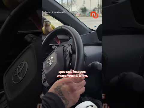 Cette perruche CONDUIT une voiture ? #short