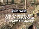 Plusieurs lapins et wallabies tués par des chiens, un parc animalier sous le choc