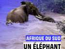 Une mère éléphant sauve son petit de la noyade