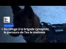 Du refuge à la brigade cynophile, le parcours de Tex le malinois