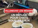 Un refuge pour chats sous les eaux à Villeneuve-lès-Béziers