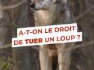 Faits divers - Qui a tué Bernard et Barthez ? Deux alpagas retrouvés morts dans un enclos, le loup suspect numéro 1