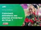 Comment garder ses plantes d'intérieur en bonne santé en pleine hiver ?