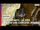Les chauve-souris, les habitantes insoupçonnées des remparts de Rocroi
