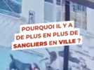 Faits divers - "J'ai d'abord cru à un gros chien" : un sanglier déambule entre les étals du marché, un vétérinaire appelé pour l'endormir