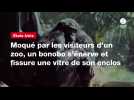VIDEO. Moqué par les visiteurs d'un zoo, un bonobo s'énerve et fissure une vitre de son enclos