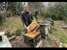 VIDÉO. Ses abeilles ont été décimées par le frelon asiatique : le cri d'alarme d'un apiculteur face au fléau