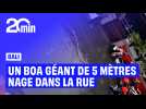 Un boa géant de 5 mètres filmé dans les rues de Bali