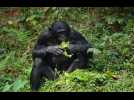 Provoqué par des adolescents, un bonobo brise la vitre de son enclos