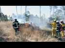 VIDÉO. Brûler les forêts pour les sauver ? Une expérimentation inédite en Bretagne