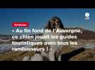 VIDÉO. « Au fin fond de l'Auvergne, ce chien jouait les guides touristiques avec tous les randonneurs ! »