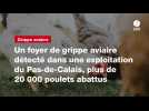 VIDEO. Un foyer de grippe aviaire détecté dans une exploitation du Pas-de-Calais, plus de 20 000 poulets abattus