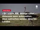 VIDEO. « Du poulet XXL version safari » : détenues sans autorisation, deux autruches saisies dans les Landes
