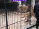 Une lionne attaque une jeune fille à travers sa cage dans un zoo en Chine
