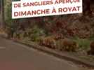 Insolite - Une famille d'une dizaine de sangliers croisés en pleine rue à Royat