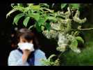 Les bons gestes contre l'allergie au pollen
