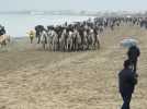 Le Grau du Roi : l'abrivado des plages ouvre la saison des manifestations taurines