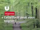 Dans l'est de la Marne, cette forêt pourrait améliorer votre santé mentale d'ici quelques mois !
