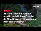 VIDÉO. En Thaïlande, un homme s'est introduit dans l'enclos de Moo Deng, un hippopotame nain star d'internet