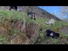 VIDÉO. "Les gens adorent ça" : à Saint-Lô, les boucs et les biquettes sont de retour au pied des remparts