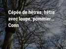 Cépée de hêtres, hêtre avec loupe, pommier... Connaissez-vous les arbres « remarquables » de la forêt de Desvres ?