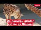 VIDÉO. Découvrez Eze, le nouveau girafon né dans ce parc animalier du Maine-et-Loire