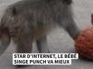 Star d'internet, le bébé singe Punch va mieux