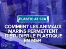 Plastic at sea, une entreprise qui permet d'étudier le plastique en mer grâce aux animaux marins
