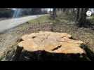 VIDÉO. Tempête après tempête : dans la Manche, 70 arbres abattus pour sécuriser une route