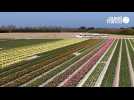 VIDÉO. Tulipes, fleurs colorées... dans ce coin du Finistère, on a l'impression d'être aux Pays-Bas