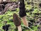 Champi'Crécy fait pousser des morilles en baie de Somme