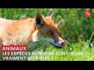 Les espèces nuisibles sont-elles vraiment nuisibles ?