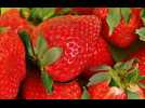 Ces fraises vendues chez Grand Frais ne doivent pas être consommées