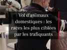 Chiens et chats volés : les races les plus ciblées par les trafiquants