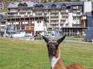 Un lama bloque la route : Rencontre insolite en Ariège