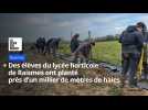 Au Quesnoy, des élèves du lycée horticole de Raismes ont planté des haies