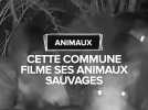 Tarn : Cette commune filme les animaux sauvages dans une forêt
